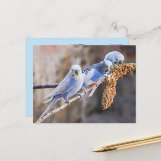 Cartão Postal Três Lindos Periquitos Azuis Foto Personalizada 