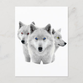 Cartão Postal Três Lobos Brancos