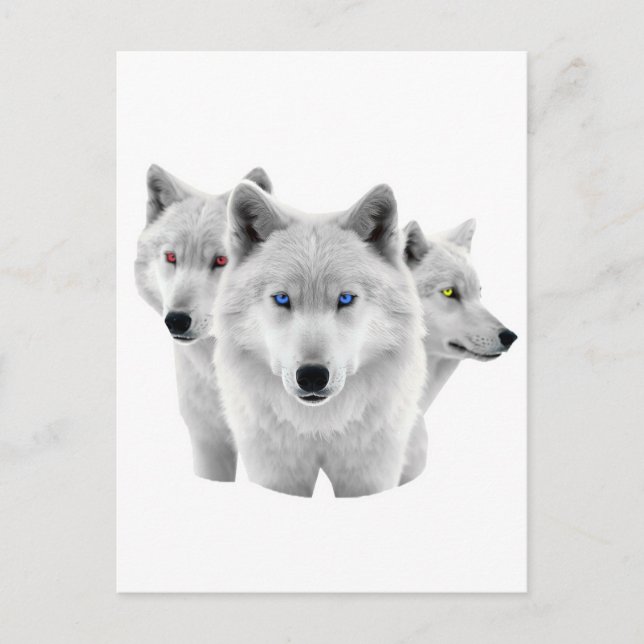 Cartão Postal Três Lobos Brancos (Frente)