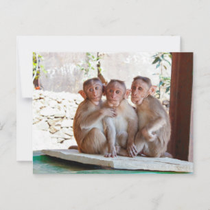 Cartão Postal Três Macacos Juntos Vida Selvagem