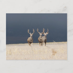 Cartão Postal Três Mule Deer Bucks