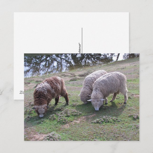 Cartão postal - Três Ovelhas (Frente/Verso)