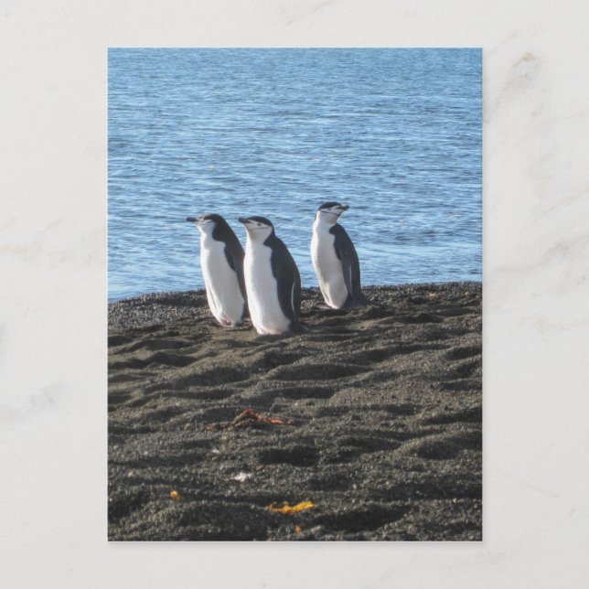 Cartão Postal Três pinguins curiosos (Frente)