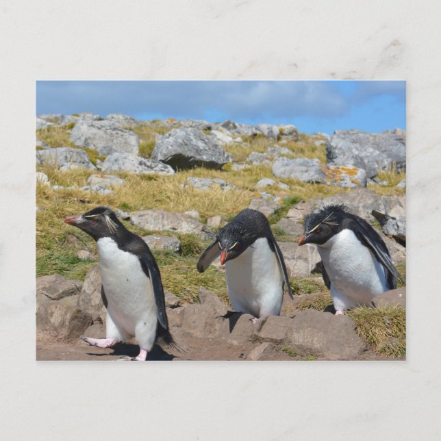 Cartão Postal Três Pinguins de Snares (Frente)