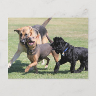 Cartão Postal Três Playmates caninos