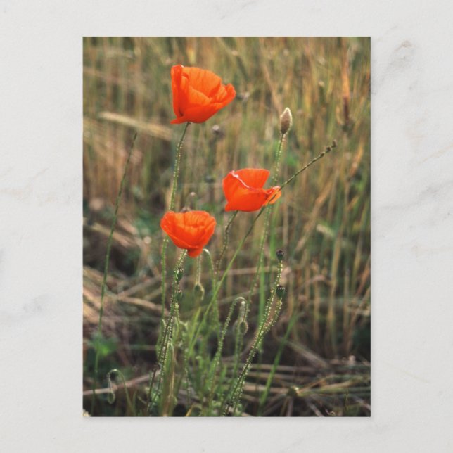 Cartão Postal Três Poppies | Postagens (Frente)