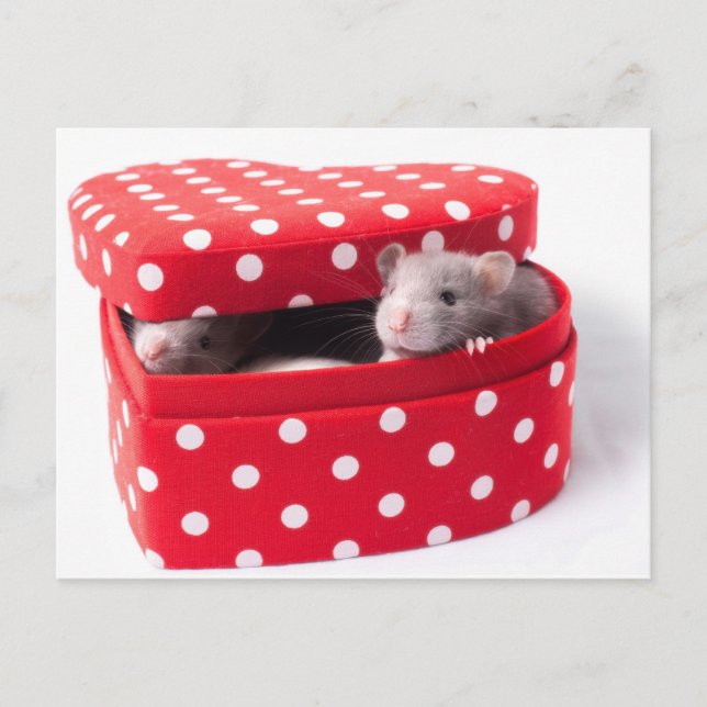 Cartão Postal Três ratos numa caixa de coração (Frente)