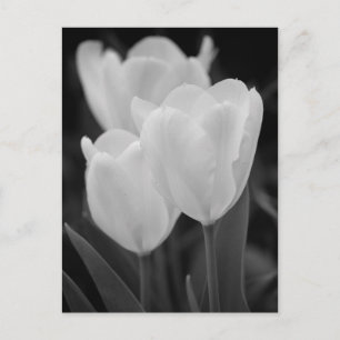 Cartão Postal Três Tulipas