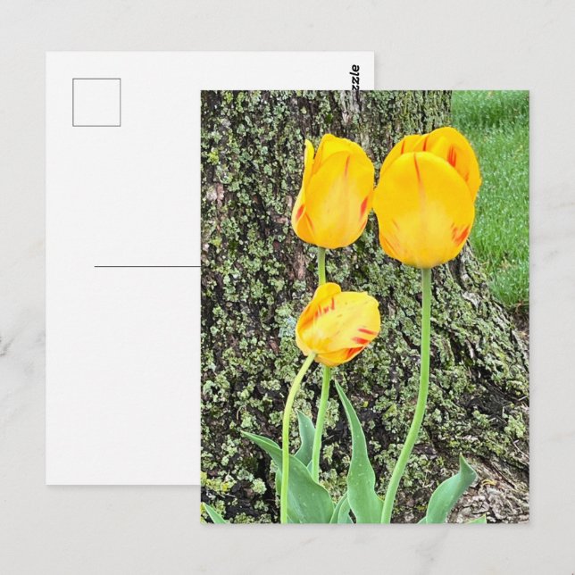 Cartão Postal Três Tulipas Amarelas / (Frente/Verso)