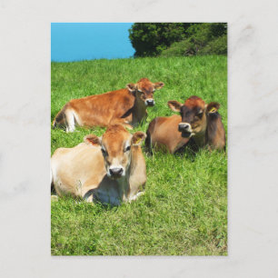 Cartão Postal Três vacas de Jersey