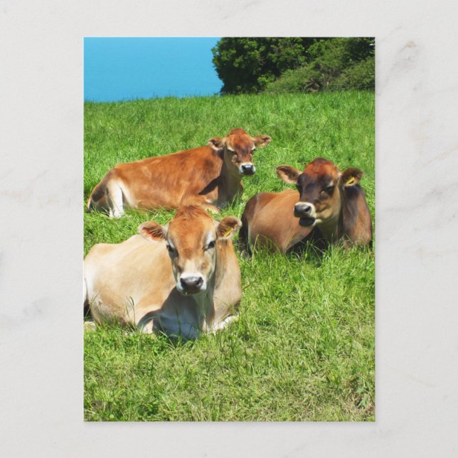 Cartão Postal Três vacas de Jersey (Frente)
