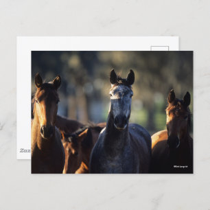 Cartão Postal Três Warmbloods juntos com iluminação traseira