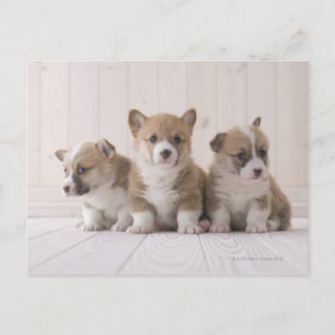 Cartão Postal Três Welsh Corgi