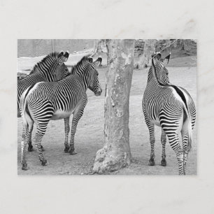 Cartão Postal Três Zebras