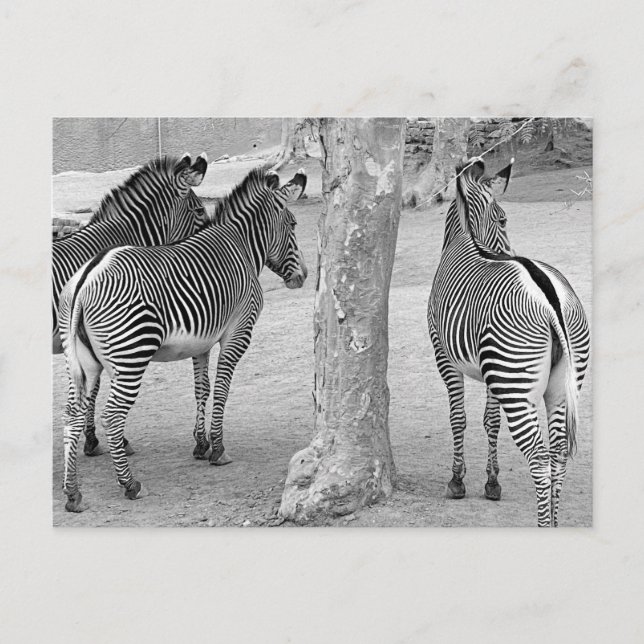 Cartão Postal Três Zebras (Frente)