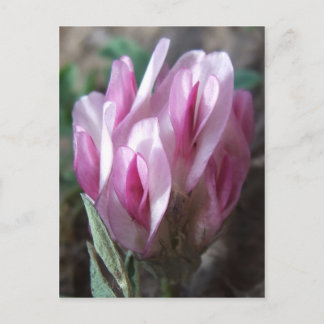 Cartão Postal Trevo selvagem, Colorado Rockies