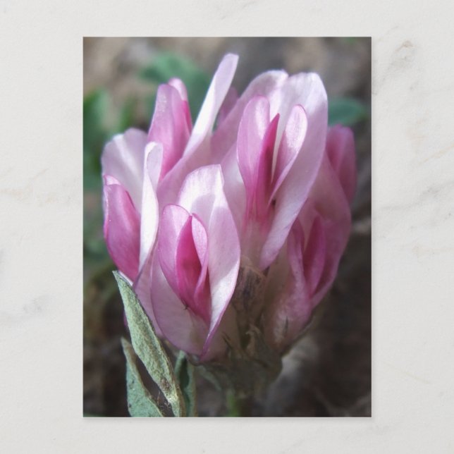 Cartão Postal Trevo selvagem, Colorado Rockies (Frente)