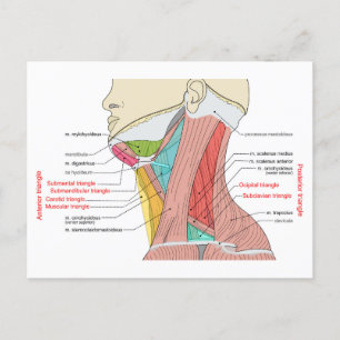 Cartão Postal Triângulos Anterior Posterior do pescoço Anatomia