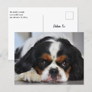 Cartão Postal Tricolor Cavalier King Charles Spaniel Puppy Dog