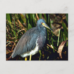 Cartão Postal Tricolor Heron
