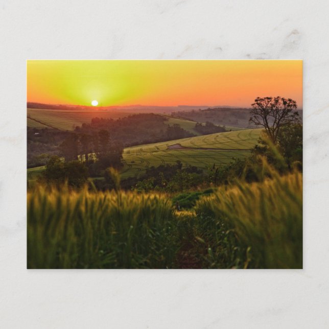Cartão Postal Trigo agrícola sunset (Frente)