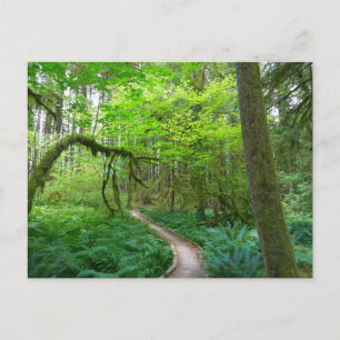Cartão Postal Trilha Ancient Groves no Parque Nacional Olímpico