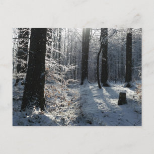 Cartão Postal Trilha da Floresta de Inverno Nevada