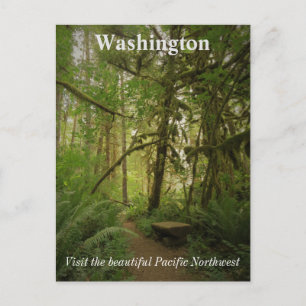 Cartão Postal Trilha da Floresta Verde Pacífico Washington