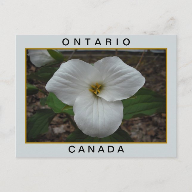 Cartão Postal Tríllio de Ontário, Canadá (Frente)
