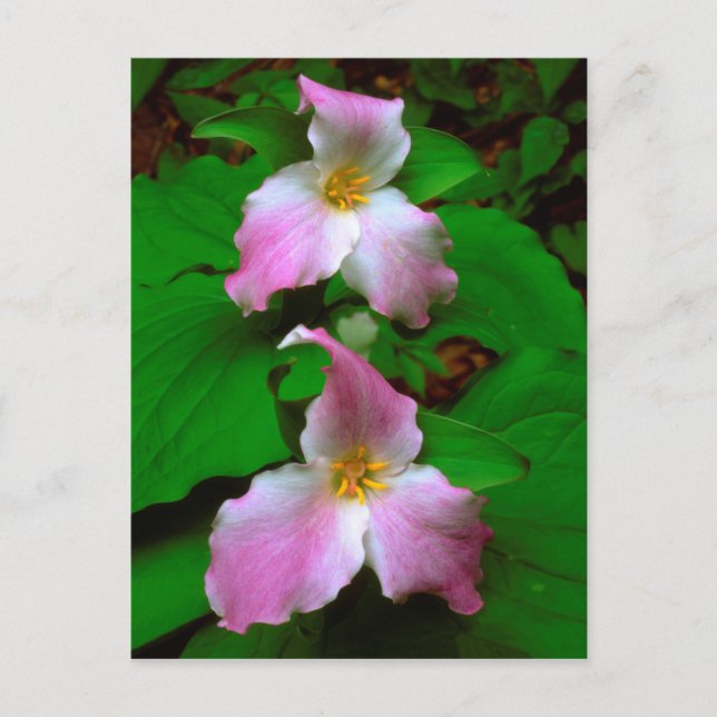 Cartão Postal Tríllio Flor Silvestre (Frente)