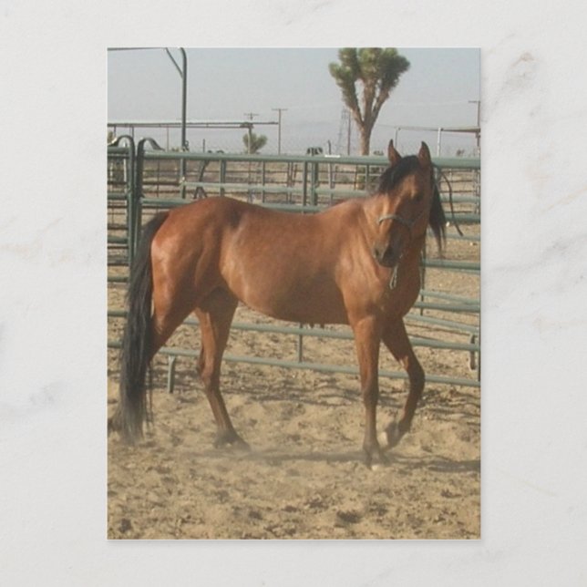 Cartão Postal "Trinket" (Frente)