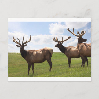 Cartão Postal Trio de Bull Elk Canadense