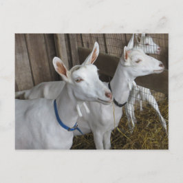 Cartão Postal Trío de Cabras