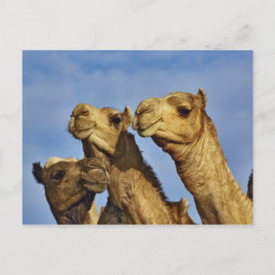 Cartão Postal Trío de camelos, mercado de camelos, Cairo, Egito