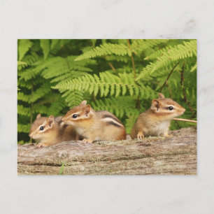 Cartão Postal Trio de Curiosos Bebês Chipmunks