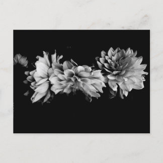 Cartão Postal Trio de Dahlia Preta e Branca