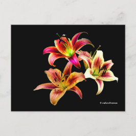 Cartão Postal Trio Elegante de Dayllírios Amarelos Rosa Floral