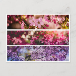 Cartão Postal Trio Floral de Gradação