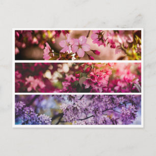 Cartão Postal Trio Floral de Gradação