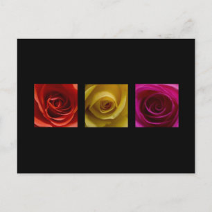 Cartão Postal Triptych Rosa cor-de-rosa amarelo laranja