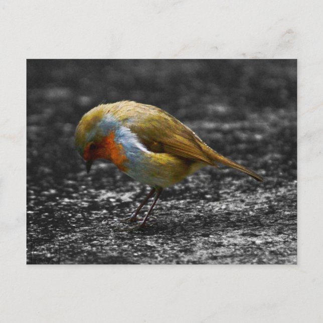 Cartão Postal triste robin (Frente)