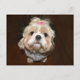 Cartão Postal triste shih tzu