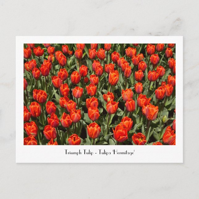 Cartão postal TRIUMPH Tulipa 'Hermitage' (Frente)