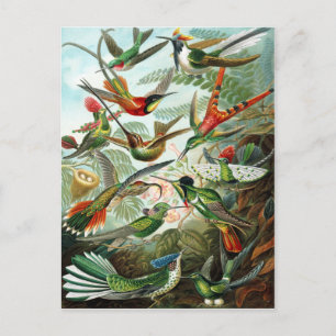 Cartão Postal Trochilidae Beija-flores, Ernst Haeckel