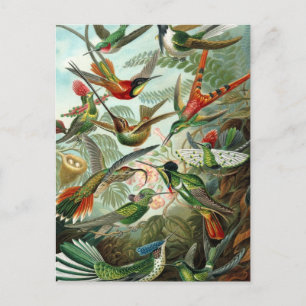 Cartão Postal Trochilidae de Haeckel