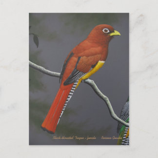 Cartão Postal Trogon de garganta negra - fêmea
