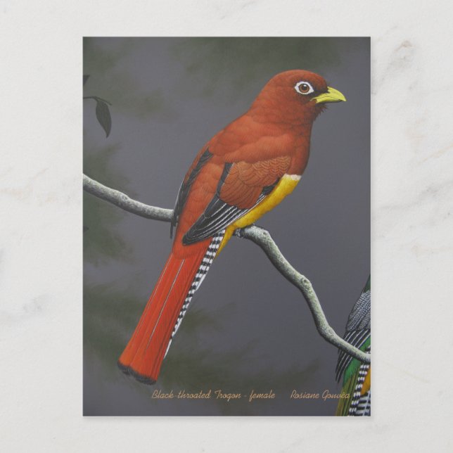 Cartão Postal Trogon de garganta negra - fêmea (Frente)