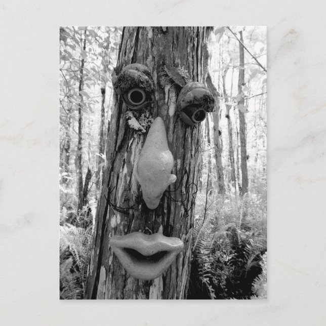 Cartão Postal Troll da árvore em uma árvore Big Cypress. (Frente)