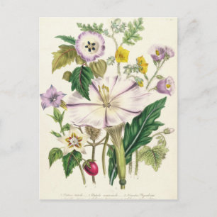 Cartão Postal Trompete do diabo, prato 46 de "As Senhoras"