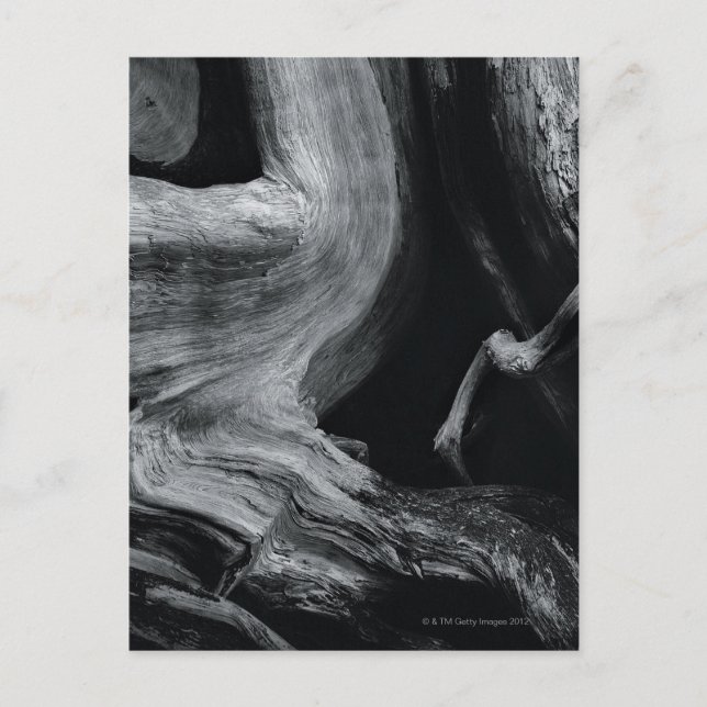 Cartão Postal tronco da árvore morto (Frente)